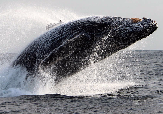 Whale watching off the Gansbaai coastline